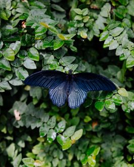 CHRISTIN <br> BÜTTNER