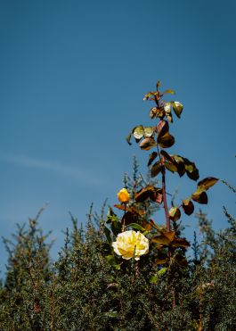 CHRISTIN <br> BÜTTNER