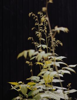 CHRISTIN <br> BÜTTNER