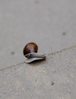 CHRISTIN <br> BÜTTNER